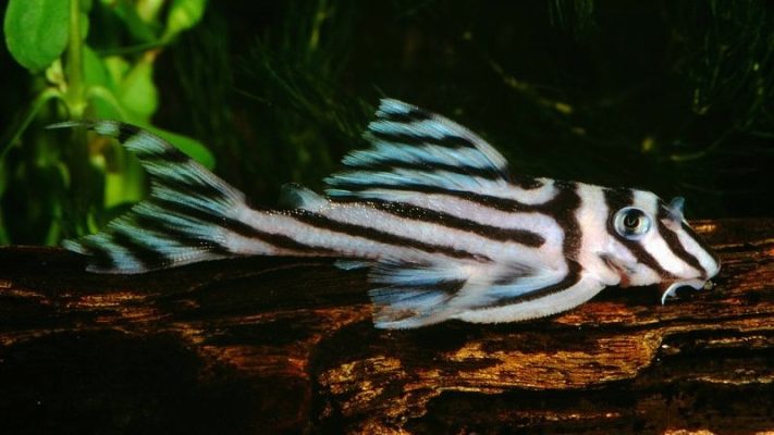 Zebra Pleco (L-046)