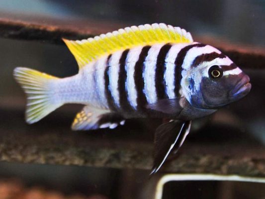 Afra Cichlid (Dogtooth Cichild)