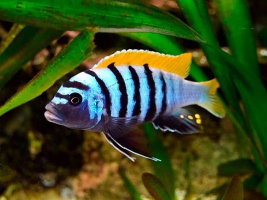 Afra Cichlid (Dogtooth Cichild)