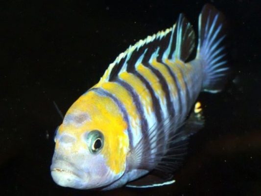 Afra Cichlid (Dogtooth Cichild)