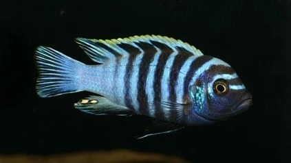 Afra Cichlid (Dogtooth Cichild)