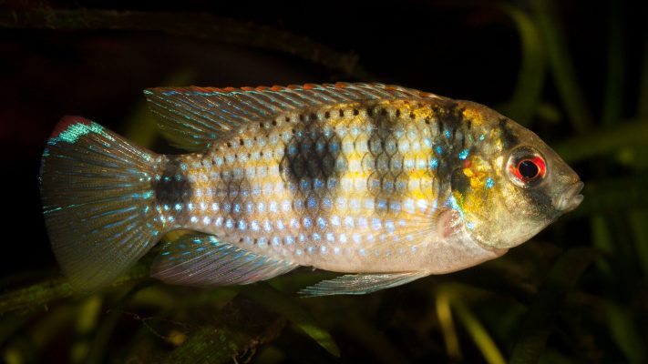 African Butterfly Cichlid