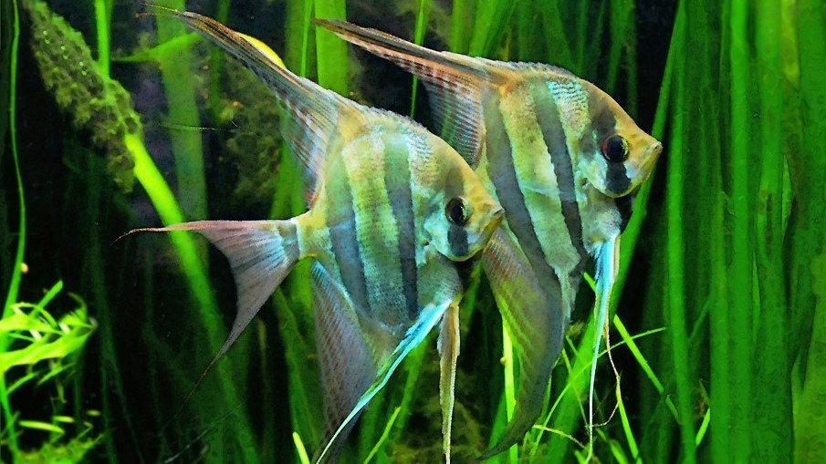 Altum Angelfish: Habitat, Care, Aquarium Maintenance