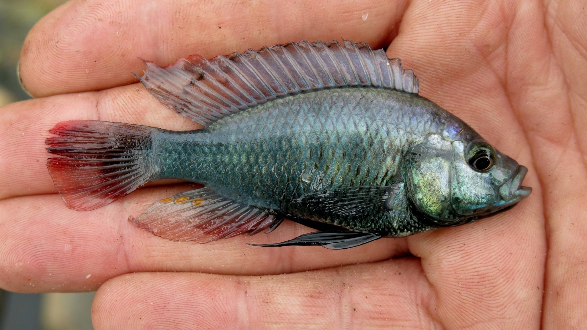 Astatotilapia Elegans: Habitat, Care, Aquarium Maintenance