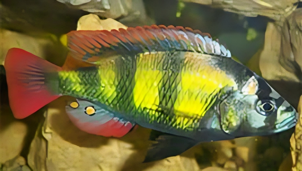 Astatotilapia Sp. 