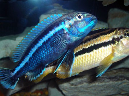 Auratus Cichlid (Malawi Golden Cichlid)