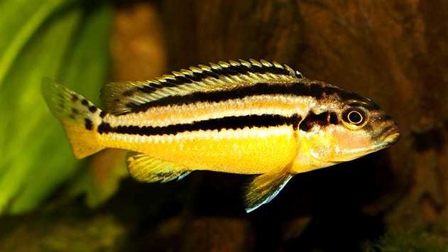 Auratus Cichlid (Malawi Golden Cichlid)