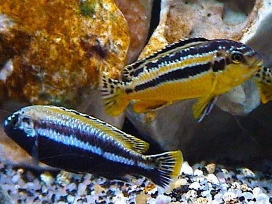 Auratus Cichlid (Malawi Golden Cichlid)