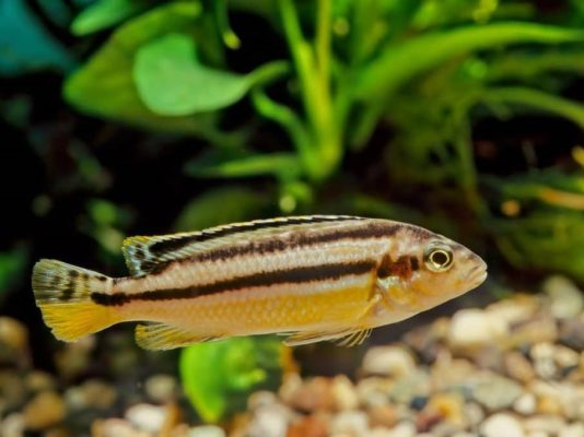 Auratus Cichlid (Malawi Golden Cichlid)