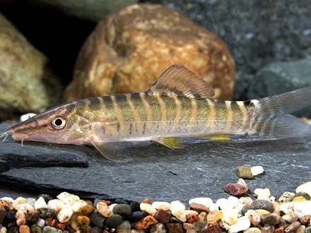 Banded Tiger Loach
