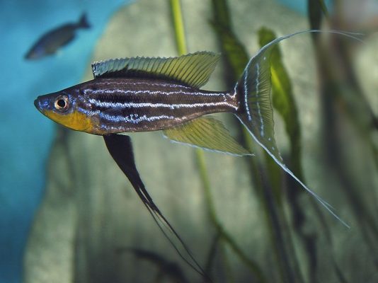 Benthochromis Tricoti