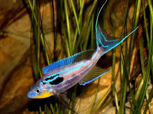 Benthochromis Tricoti