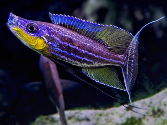 Benthochromis Tricoti