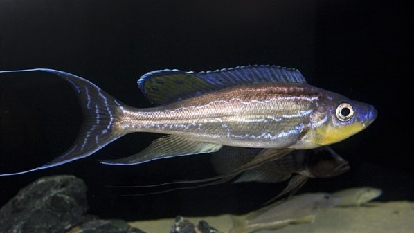 Benthochromis Tricoti