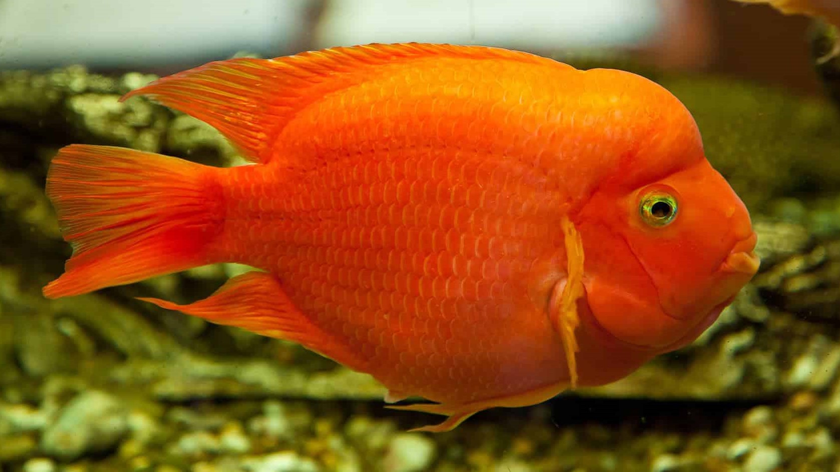 Blood Parrot Cichlid: Habitat, Care, Aquarium Maintenance