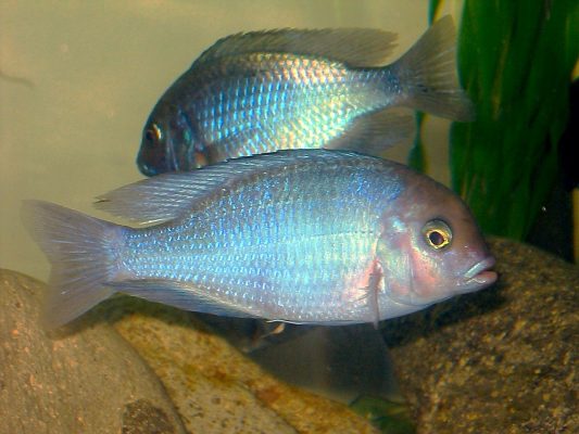 Blue Dolphin Cichlid (Lumphead Cichlid)