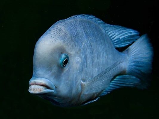 Blue Dolphin Cichlid (Lumphead Cichlid)