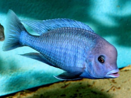 Blue Dolphin Cichlid (Lumphead Cichlid)