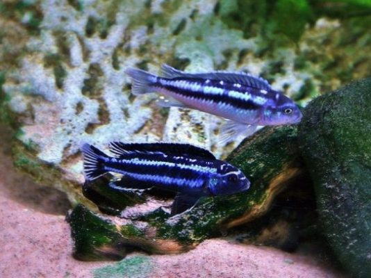 Blue Johanni Cichlid (Maingano)