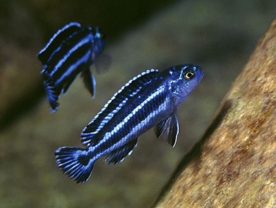 Blue Johanni Cichlid (Maingano)