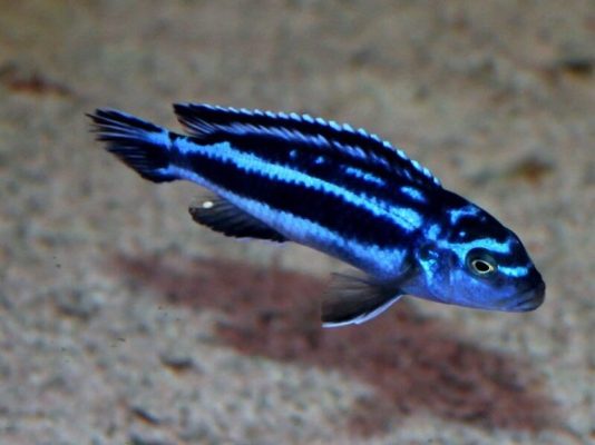 Blue Johanni Cichlid (Maingano)