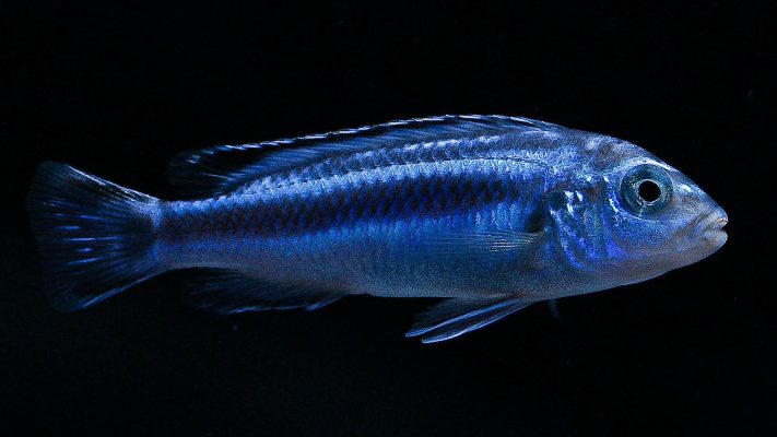 Blue Johanni Cichlid (Maingano)