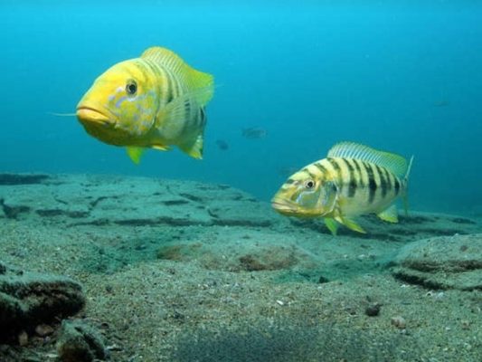 Boulengerochromis Microlepis