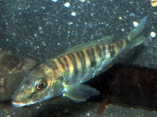 Boulengerochromis Microlepis