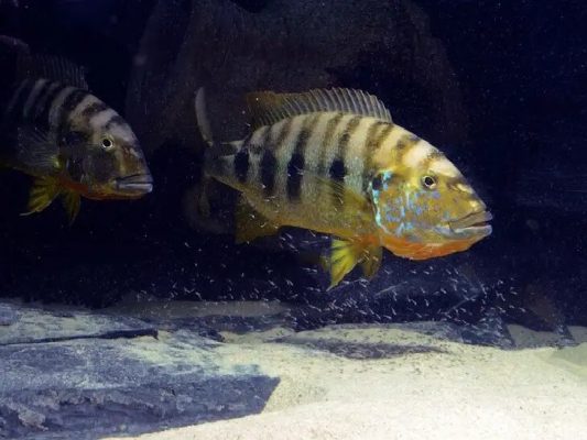 Boulengerochromis Microlepis