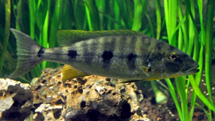 Boulengerochromis Microlepis