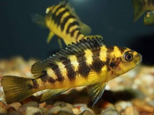 Bumblebee Cichlid (Hornet Cichlid)