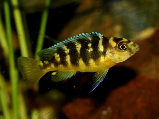 Bumblebee Cichlid (Hornet Cichlid)