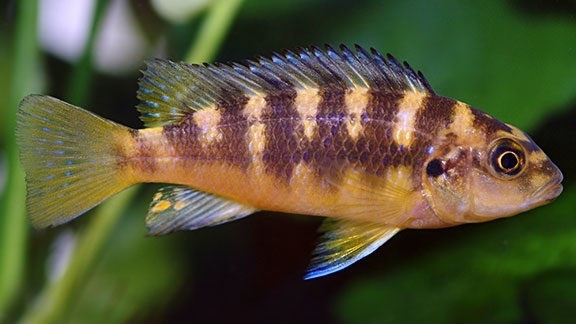 Bumblebee Cichlid (Hornet Cichlid)