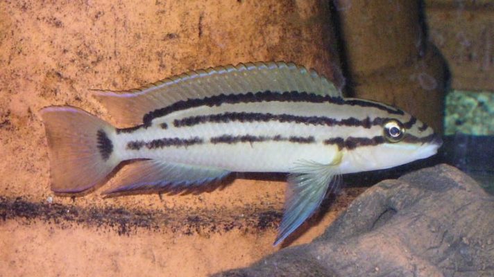 Chalinochromis Spp.