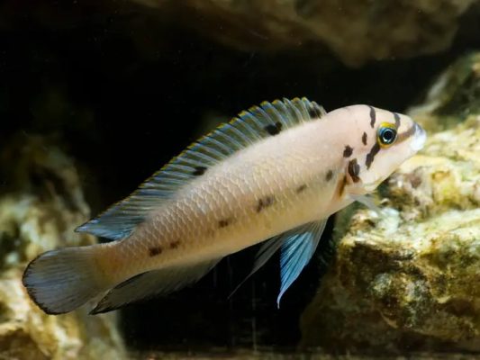 Chalinochromis Spp.