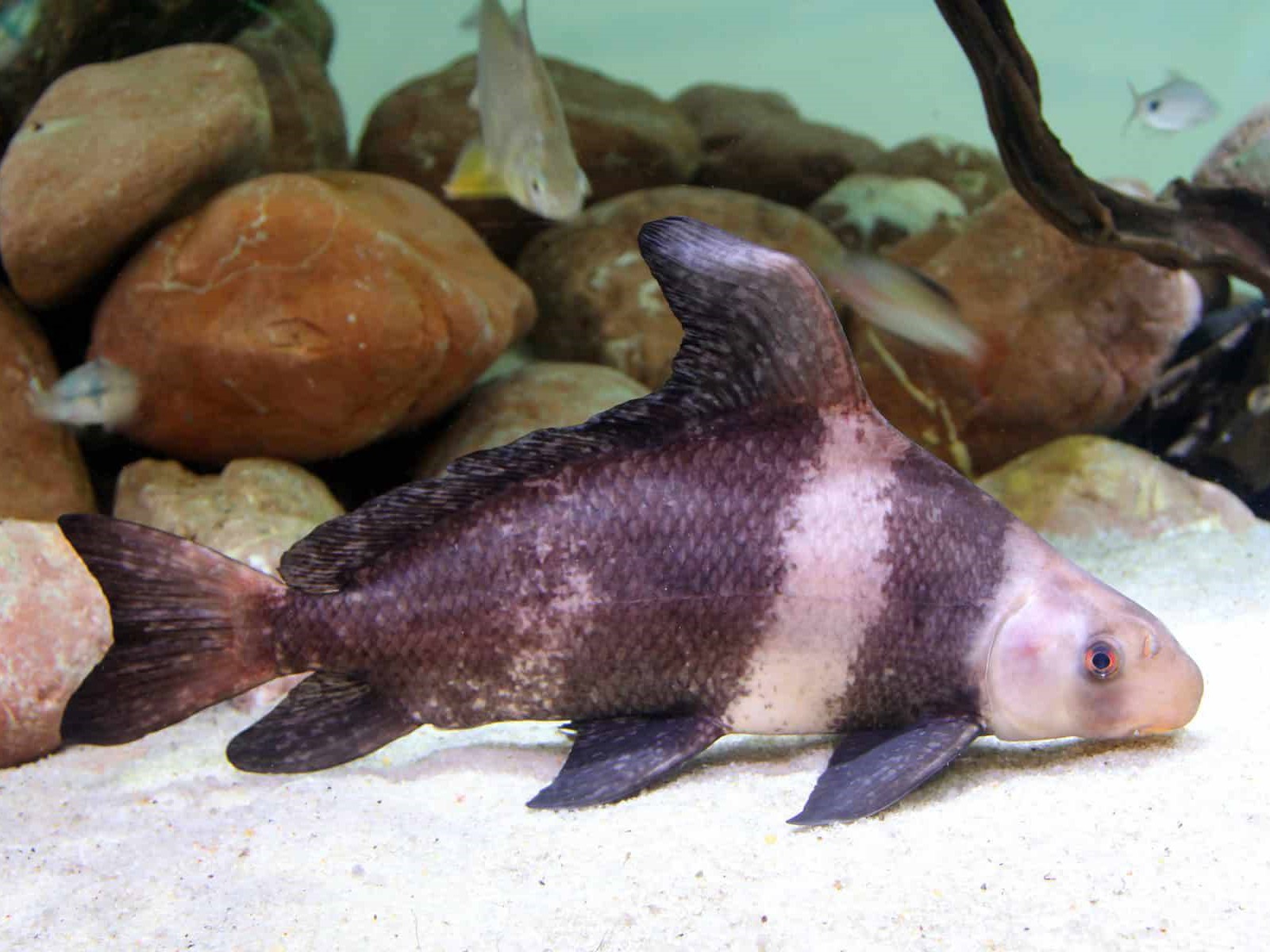 Chinese High Fin Banded Shark: Habitat, Care, Aquarium Maintenance