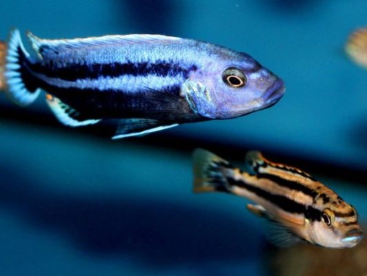 Chipokee Cichlid