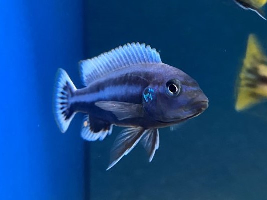 Chipokee Cichlid