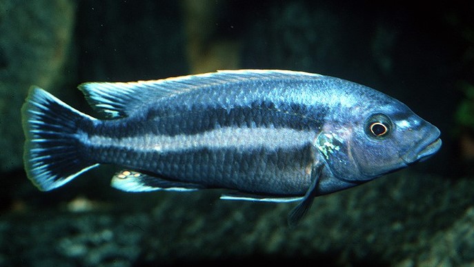 Chipokee Cichlid