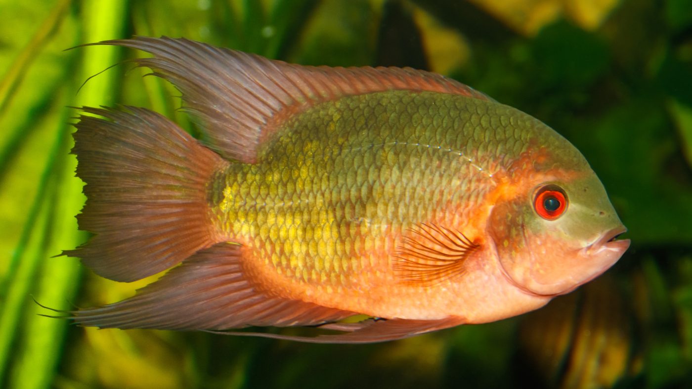 Chocolate Cichlid: Habitat, Care, Aquarium Maintenance