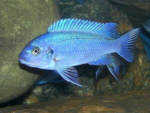 Cobalt Blue Cichlid (Cobalt Zebra Cichlid)