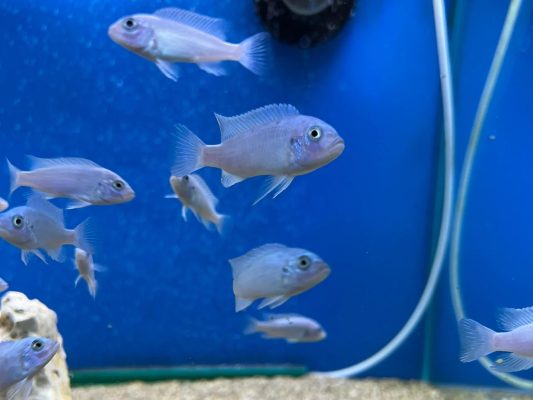 Cobalt Blue Cichlid (Cobalt Zebra Cichlid)