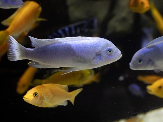 Cobalt Blue Cichlid (Cobalt Zebra Cichlid)