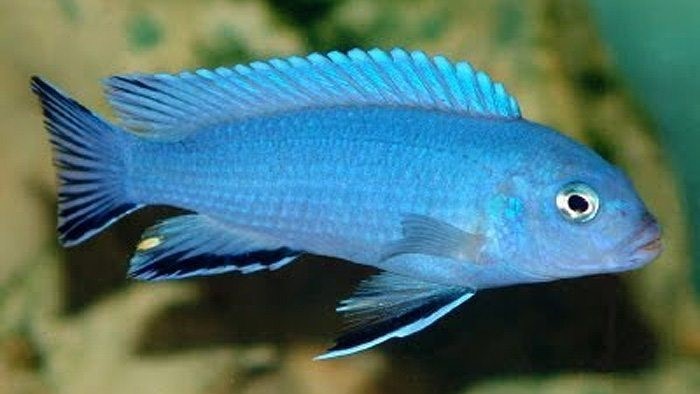 Cobalt Blue Cichlid (Cobalt Zebra Cichlid)