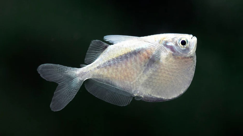 Common Hatchetfish: Habitat, Care, Aquarium Maintenance