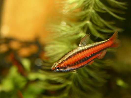 Coral-Red Pencilfish