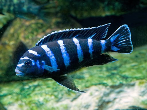 Dwarf Mbuna