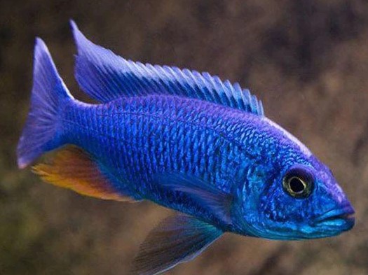 Electric Blue Cichlid