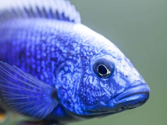 Electric Blue Cichlid