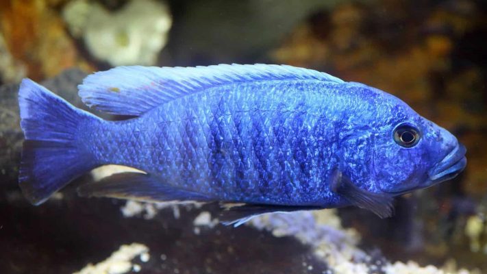 Electric Blue Cichlid